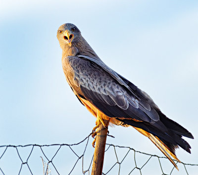 Yellow-Billed Kite