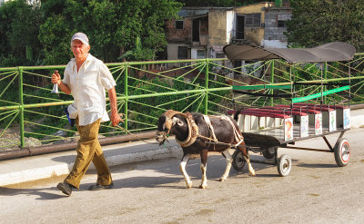 Goat Carriage