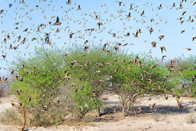 Sandgrouse Storm
