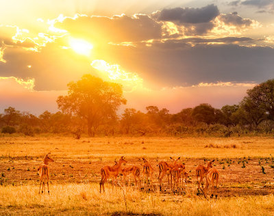 Nervous Impala at Sunset