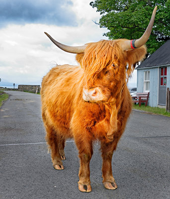 Highland Cow