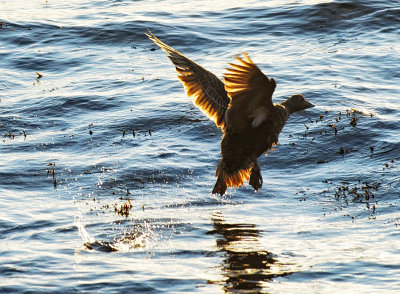 Eider Duck Escape