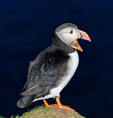 Sleepy Puffin