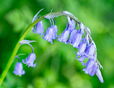 Bluebells
