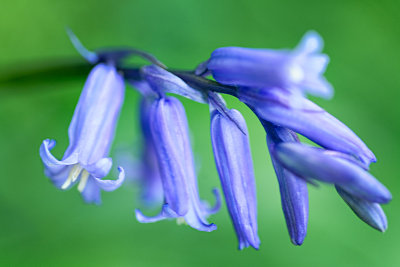 Bluebells