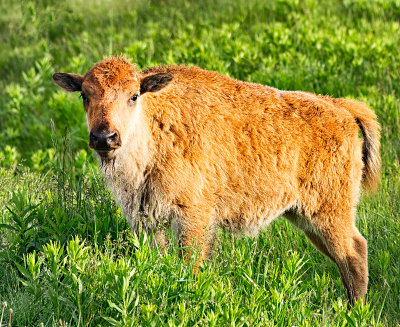 Bison Calf