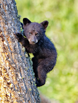Tree Hugger