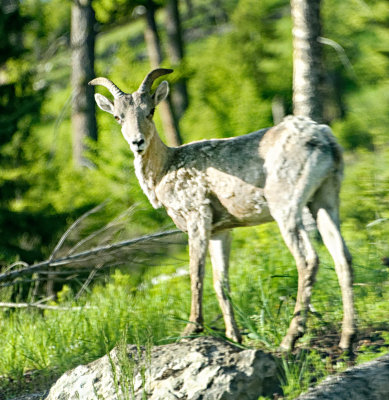 Little Bighorn