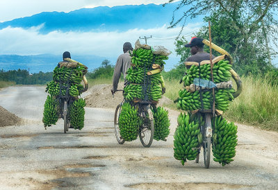 Banana Supply-Chain