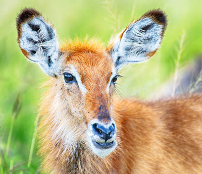 Bushbuck Baby