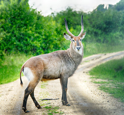 Bushbuck Bull in the Rain