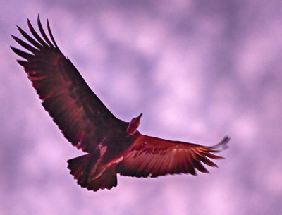 Gliding Vulture