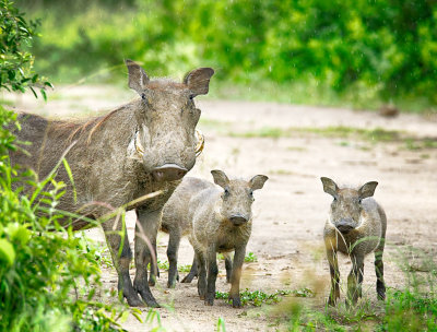Warthog Family in the Rain