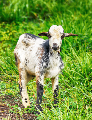 Ghana Goat