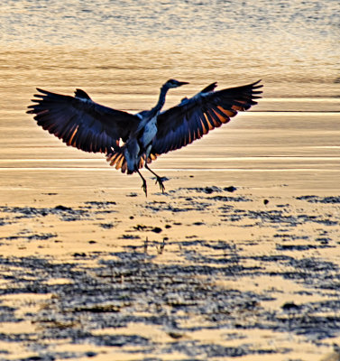 Grey Heron Landing