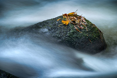 Autumn Leaves