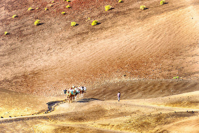 Camel Train