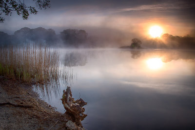 Foggy Dawn