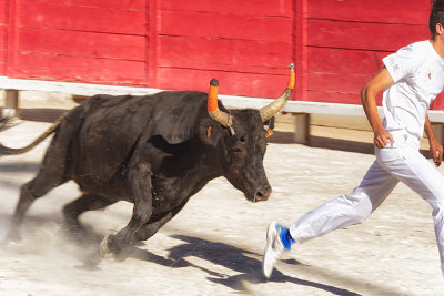 Bull Race