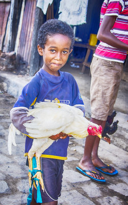 Free Range Chicken for Sale