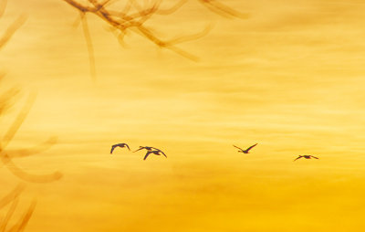 Geese at Sunset