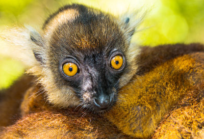 Baby Lemur