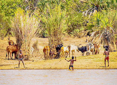 Zebu Herders - Having fun