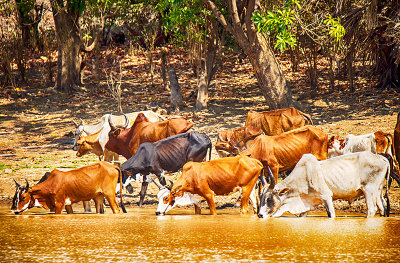 Skinny Zebu Herd