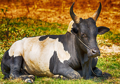 Zebu Bull