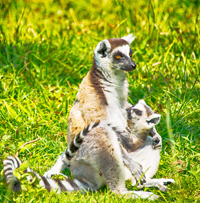 Mother and Baby - Ring-tailed Lemur (Lemur catta)