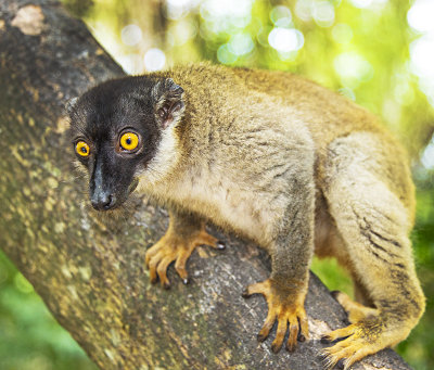 Common Brown Lemur