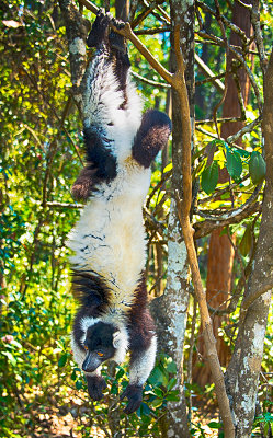 Ruffed Lemur