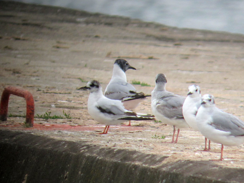 Little Gull at Algoma 10 June 2013