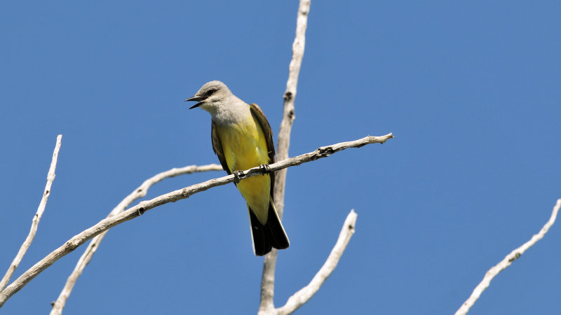 Western kingbird