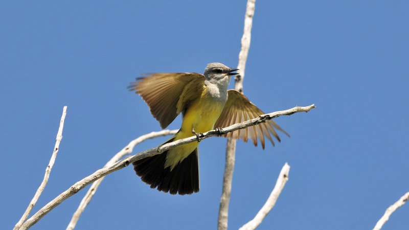 Western kingbird