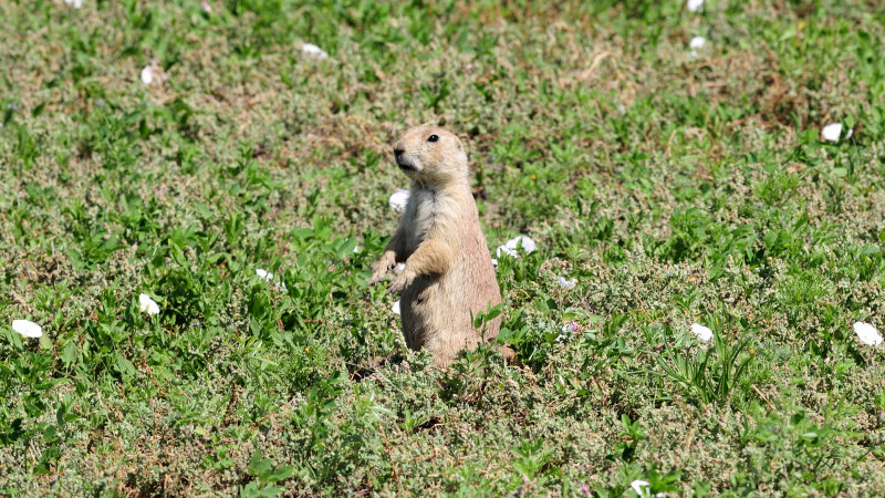 Badlands prairie dog