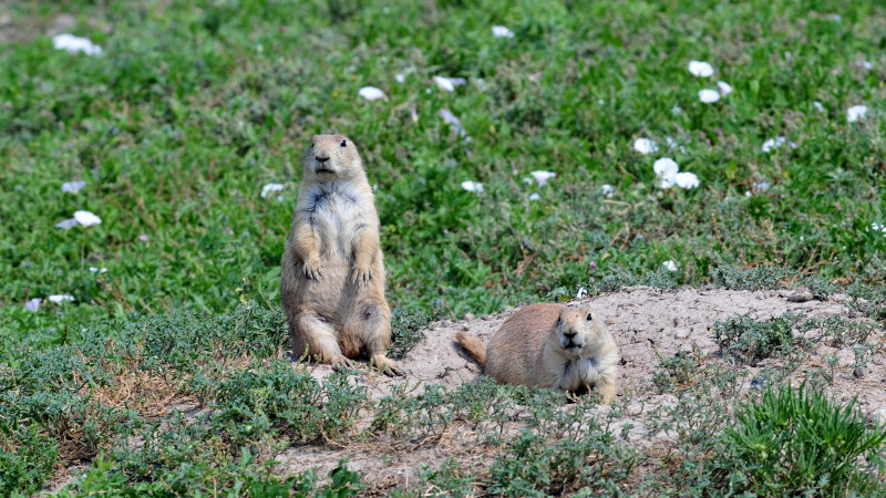 Badlands prairie dogs