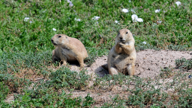 Badlands prairie dogs