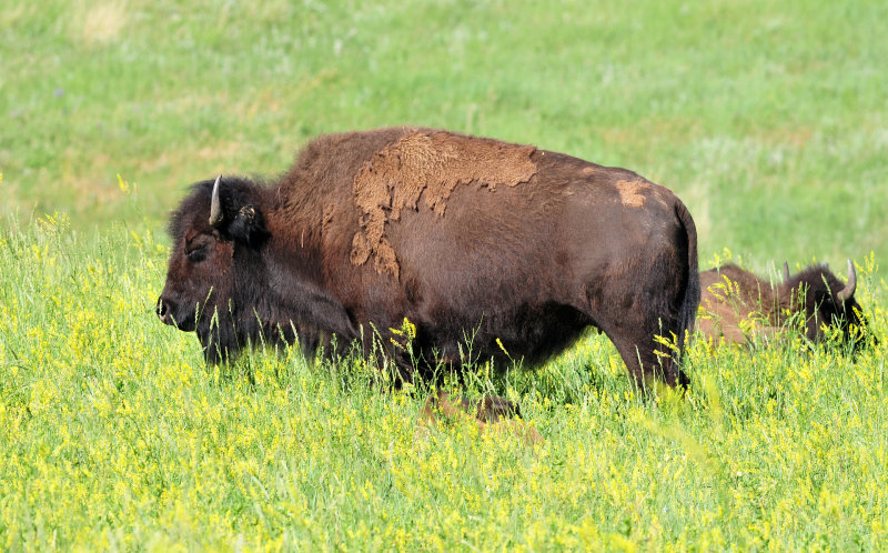 Custer State Park Bison