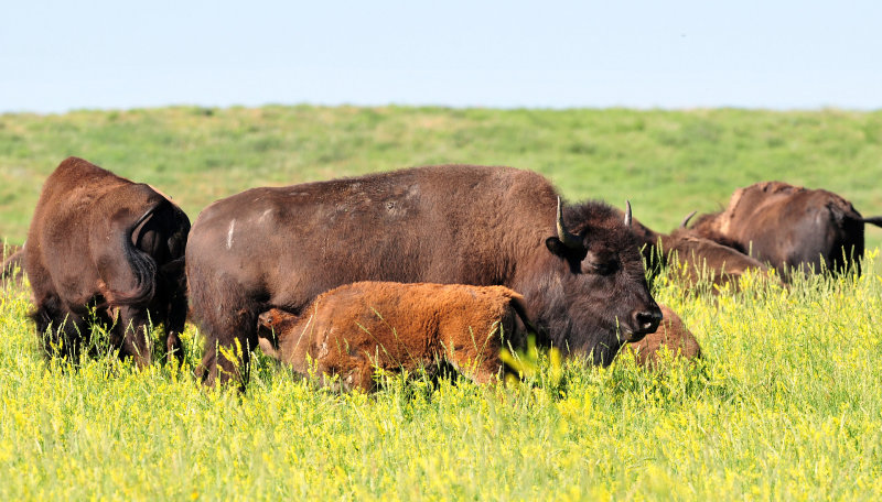 Custer State Park Bison