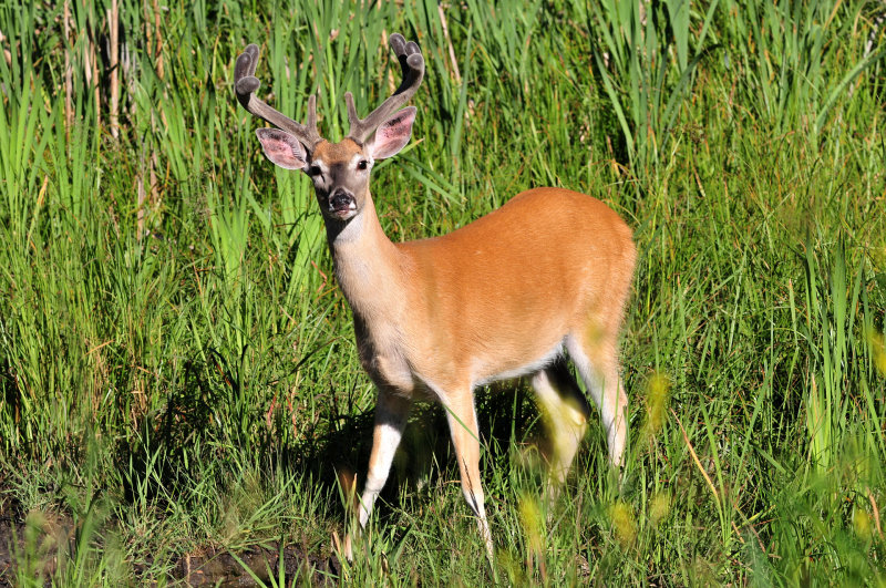 Whitetail buck at Custer State Park
