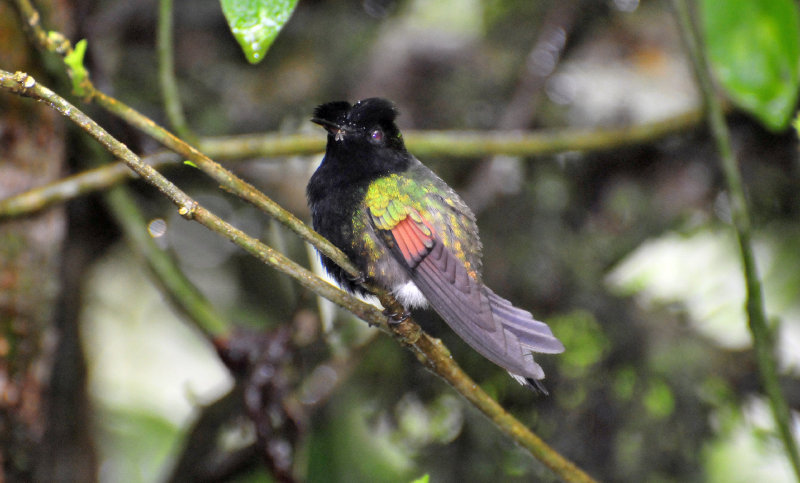 Black-bellied hummingbird