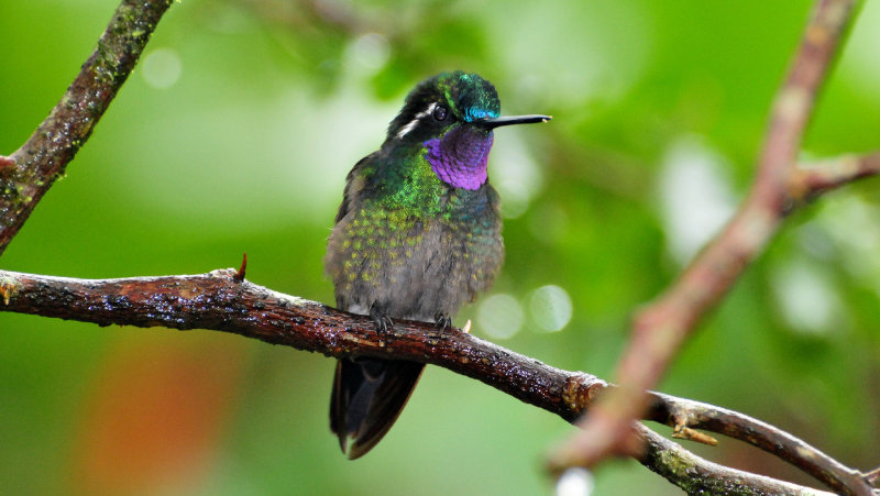 Purple-throated mountain gem