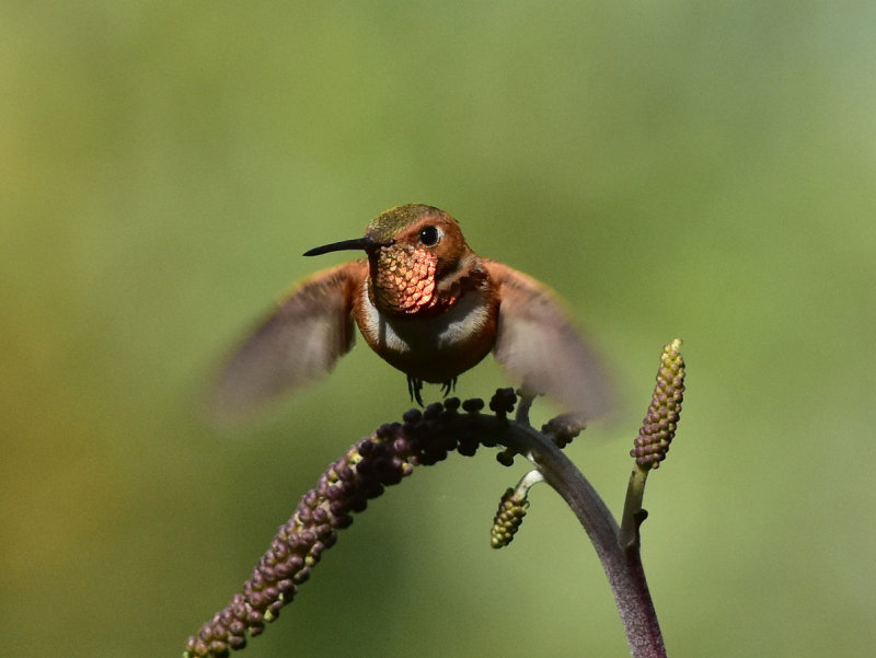 Rufous hummingbird 4 August 2015