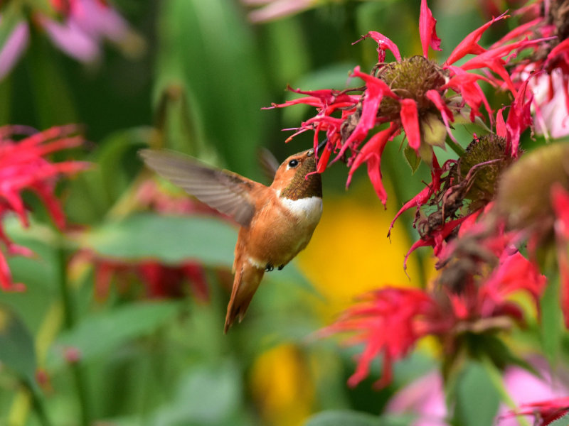 Rufous hummingbird 8 August 2015