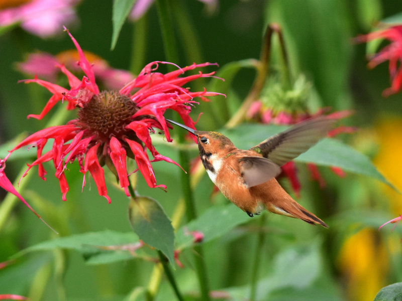Rufous hummingbird 8 August 2015