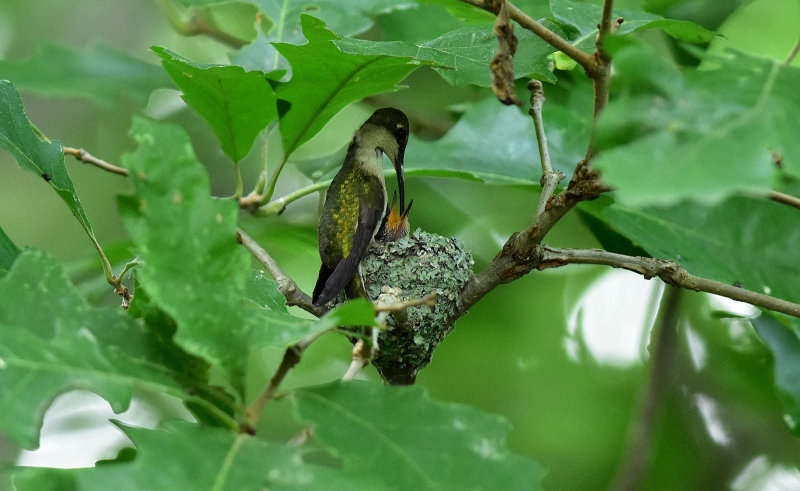 Mother feeding young August 18