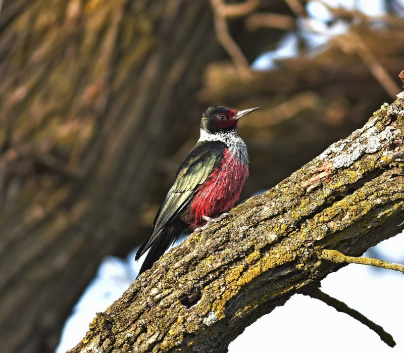 Lewiss woodpecker