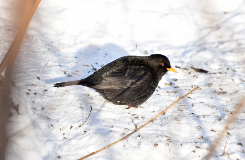 Blackbird male