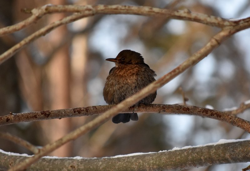 Blackbird female